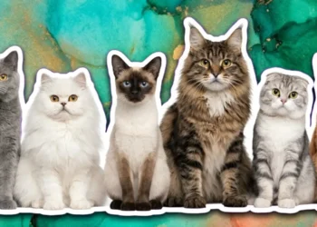 Farklı kedi türleri