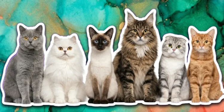 Farklı kedi türleri